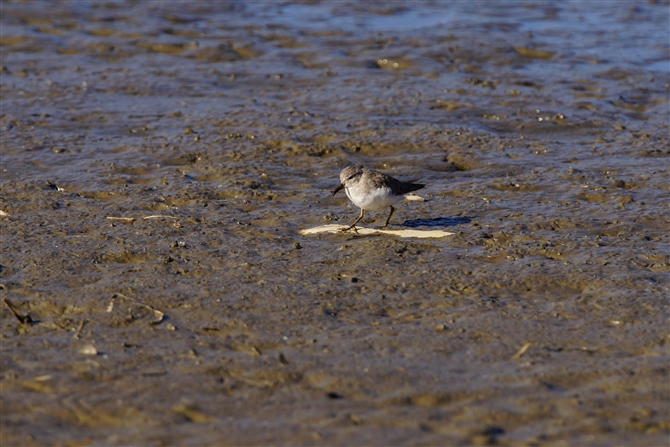 IWgEl,Termminick's Stint